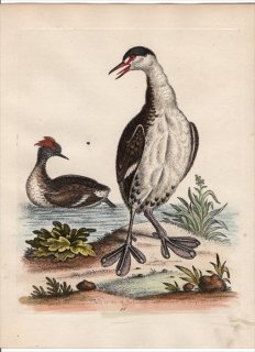 1743年 Edwards 珍しい鳥類の自然史 初版 Pl.96 カイツブリ科 カンムリカイツブリ属 ミミカイツブリ 若鳥 The Black and White Dobchick