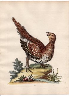 1750年 Edwards 珍しい鳥類の自然史 初版 Pl.117 キジ科 ソウゲンライチョウ属 ホソオライチョウ The Long-Tailed Grous from Hudson's-Bay