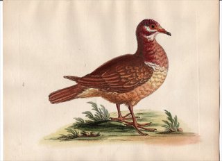 1750年 Edwards 珍しい鳥類の自然史 初版 Pl.119 キジ科 ヤマウズラ属 ヨーロッパヤマウズラ The Mountain Partridge