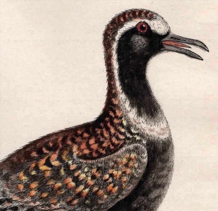 1750年 Edwards 珍しい鳥類の自然史 初版 Pl.140 チドリ科