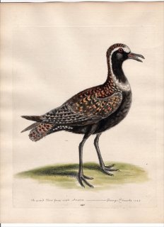 1750年 Edwards 珍しい鳥類の自然史 初版 Pl.140 チドリ科 ムナグロ属 アメリカムナグロ The Spotted-Plover