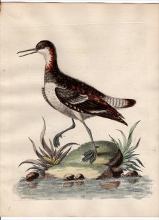1750年 Edwards 珍しい鳥類の自然史 初版 Pl.143 ヒレアシシギ科 ヒレアシシギ属 アカエリヒレアシシギ The Cock Coot-footed Tringa