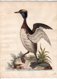 1750年 Edwards 珍しい鳥類の自然史 初版 Pl.145 カイツブリ科 カンムリカイツブリ属 ミミカイツブリ The Eared or Horned Dob-chick
