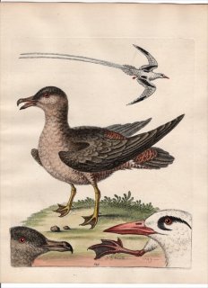 1750年 Edwards 珍しい鳥類の自然史 初版 Pl.149 トウゾクカモメ科 クロトウゾクカモメ ネッタイチョウ科 アカハシネッタイチョウ