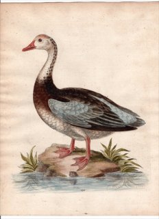 1750ǯ Edwards Ļμ  Pl.152  ХХ° ХХ The Blue-Winged Goose