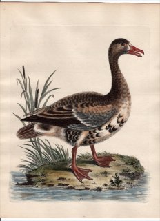1750年 Edwards 珍しい鳥類の自然史 初版 Pl.153 カモ科 マガン属 マガン The Laughing-Goose