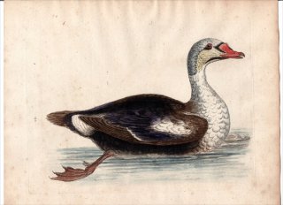 1750年 Edwards 珍しい鳥類の自然史 初版 Pl.154 カモ科 ケワタガモ属 ケワタガモ The Grey-Headed Duck