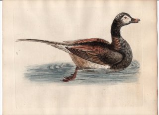 1750ǯ Edwards Ļμ  Pl.156  ꥬ° ꥬ The Long-tailed Duck from Hudson's-Bay