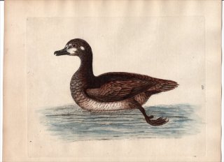 1750ǯ Edwards Ļμ  Pl.157  ° ʥ The Little Brown and White Duck