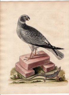 1758年 Edwards 博物収集 初版 Pl.225 タカ科 ハイイロチュウヒ Blue Hawk カナヘビ科 ニワカナヘビ Little Brown Lizard