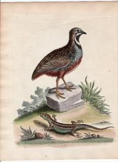 1758ǯ Edwards ʪ  Pl.247  ҥᥦ Chinese Quail ʥإӲ Guernsey Lizard