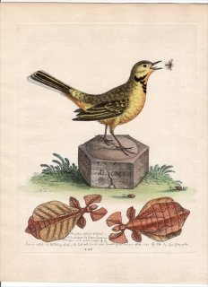 1758年 Edwards 博物収集 初版 Pl.258 セキレイ科 ツメナガセキレイ Yellow Water-Wagtail コノハムシ科 ホンコノハムシ Walking Leaf