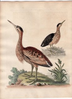 1760年 Edwards 博物収集 初版 Pl.275 サギ科 ヨシゴイ属 ヒメヨシゴイ The Little Brown Bittern