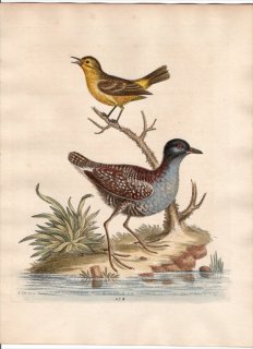 1760年 Edwards 博物収集 初版 Pl.278 クイナ科 コモンクイナ Least Water-Hen メボソムシクイ科 キタヤナギムシクイ Yellow Wren