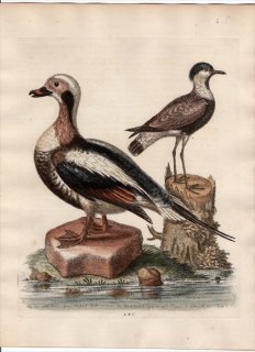 1760年 Edwards 博物収集 初版 Pl.280 カモ科 コオリガモ属 コオリガモ The Long-tailed Duck from New-foundland