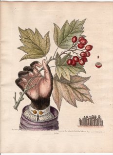 1758年 Edwards 博物収集 初版 Pl.212 バラ科 ナナカマド属 サービスツリー Common Service-Tree