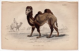 1845ǯ Jardine Naturalist's Library Ӯ Pl.1 饯 饯° ե֥饯 The Bactrian Camel