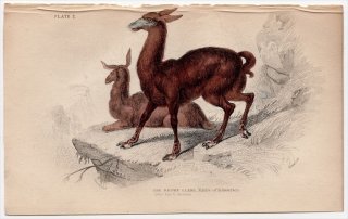1845ǯ Jardine Naturalist's Library Ӯ Pl.2 饯 °  The Brown Llama
