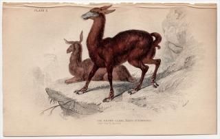 1845ǯ Jardine Naturalist's Library Ӯ Pl.2 饯 °  The Brown Llama