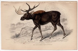 1845ǯ Jardine Naturalist's Library Ӯ Pl.5  إ饸° إ饸 The Elk or Moose