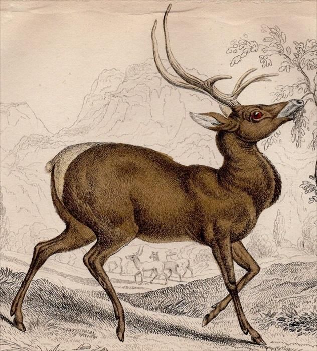 1845年 Jardine Naturalist's Library 哺乳類 Pl.9 シカ科 シカ