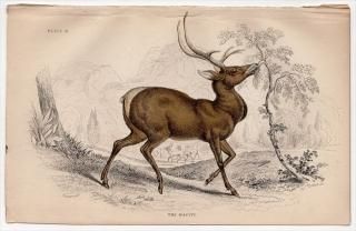 1845ǯ Jardine Naturalist's Library Ӯ Pl.9  ° ꥫ The Wapiti