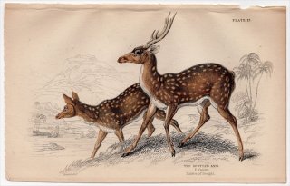 1845ǯ Jardine Naturalist's Library Ӯ Pl.13  °  The Spotted Axis