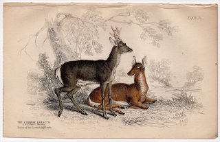 1845ǯ Jardine Naturalist's Library Ӯ Pl.15  Υ° Υ The Common Roebuck