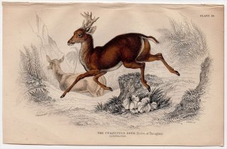 1845ǯ Jardine Naturalist's Library Ӯ Pl.16  ꥫ̥ޥ° ꥫ̥ޥ The Cuazupuco Deer