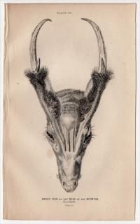 1845ǯ Jardine Naturalist's Library Ӯ Pl.20  ۥ° ۥ Front view of the Head of the Muntjak Ƭ
