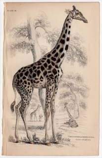 1845ǯ Jardine Naturalist's Library Ӯ Pl.21  ° ɥե󥭥 The Cammeleopard of North Africa
