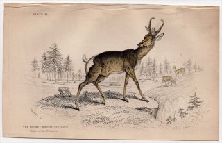 1845ǯ Jardine Naturalist's Library Ӯ Pl.22 ץ󥰥ۡ ץ󥰥ۡ° ץ󥰥ۡ The Prong-Horned Antelope