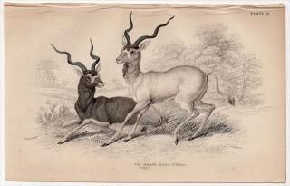 1845ǯ Jardine Naturalist's Library Ӯ Pl.25  å° å The Addax