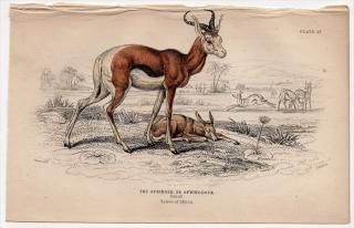 1845ǯ Jardine Naturalist's Library Ӯ Pl.27  ץ󥰥ܥå° ץ󥰥ܥå The Springer or Springbock