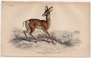 1845ǯ Jardine Naturalist's Library Ӯ Pl.28  ޥ° 󥰥 Soemmering's Antelope