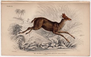 1845ǯ Jardine Naturalist's Library Ӯ Pl.31  ĥťΥ쥤襦° ĥťΥ쥤襦 Four Horned Antelope
