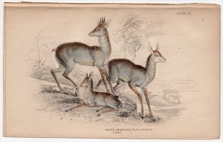 1845ǯ Jardine Naturalist's Library Ӯ Pl.33  륢ƥ° 륢ƥ Salt's Antelope