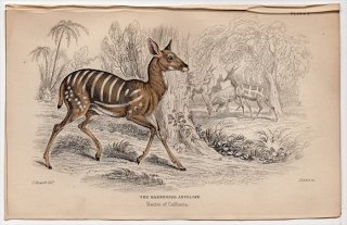 1846ǯ Jardine Naturalist's Library Ӯ Pl.1  ֥åХå° ֥åХå The Harnessed Antelope