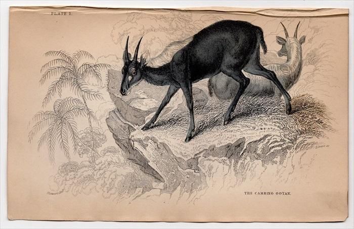 1846年 Jardine Naturalist's Library 哺乳類 Pl.2 ウシ科