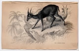 1846ǯ Jardine Naturalist's Library Ӯ Pl.2  ⥷° ޥȥ饫⥷ The Cambing Ootan