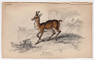 1846ǯ Jardine Naturalist's Library Ӯ Pl.3  ⥢° ⥢ The Chamois