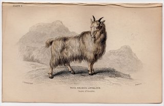 1846ǯ Jardine Naturalist's Library Ӯ Pl.4  䥮° 䥮 Wool Bearing Antelope