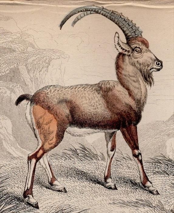 1846年 Jardine Naturalist's Library 哺乳類 Pl.7 ウシ科 ヤギ