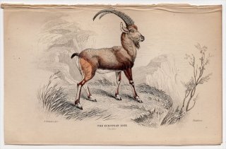1846ǯ Jardine Naturalist's Library Ӯ Pl.7  䥮° ٥å The European Ibex