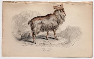 1846ǯ Jardine Naturalist's Library Ӯ Pl.8  ° ҥޥ䥿 Jemlah Goat