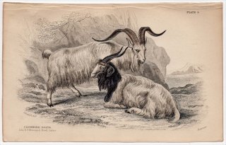 1846ǯ Jardine Naturalist's Library Ӯ Pl.9  䥮° ߥ䥮 Cashmere Goat