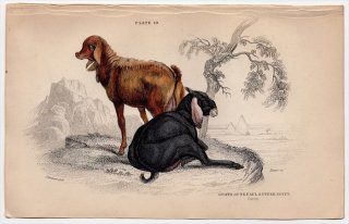 1846ǯ Jardine Naturalist's Library Ӯ Pl.10  䥮° ͥѡ르 ̥ӥ٥å Goats of Nepaul & Upper Egypt