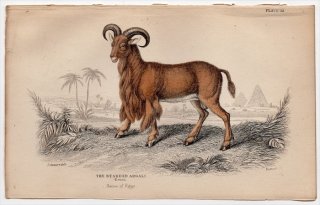 1846ǯ Jardine Naturalist's Library Ӯ Pl.12  СХ꡼° СХ꡼ The Bearded Argali