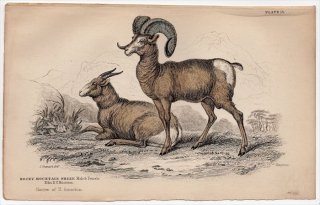 1846ǯ Jardine Naturalist's Library Ӯ Pl.13  ҥĥ° ӥåۡ Rocky Mountain Sheep ͺ 