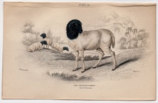 1846ǯ Jardine Naturalist's Library Ӯ Pl.16  ҥĥ° ֥åإåɥڥ륷 The Persian Sheep